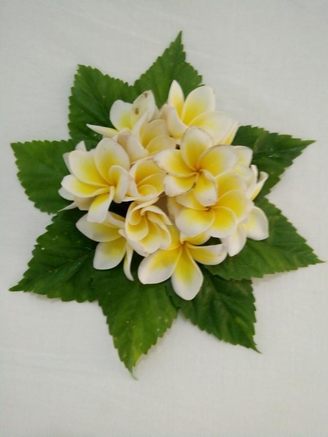 Bed and Breakfast Bentota Orchid House Exterior foto