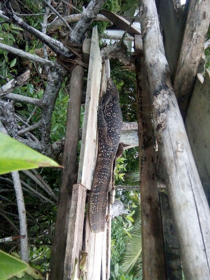 Bed and Breakfast Bentota Orchid House Exterior foto